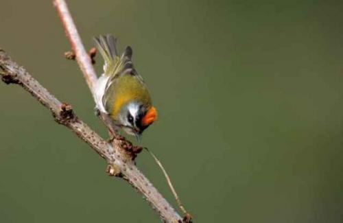 Fotografia de Carles Pastor - Galeria Fotografica: Fortos de aves - Foto: Reyezuelo listado