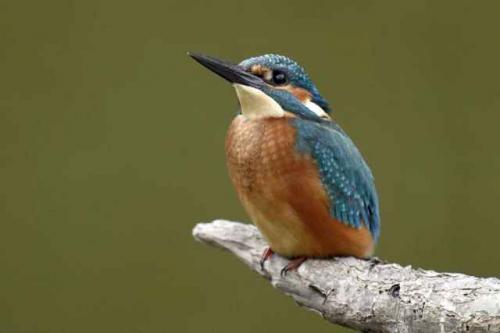 Fotografia de Carles Pastor - Galeria Fotografica: Fortos de aves - Foto: Martin pescador