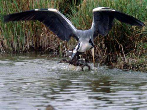 Fotografia de Carles Pastor - Galeria Fotografica: Fortos de aves - Foto: Ataque