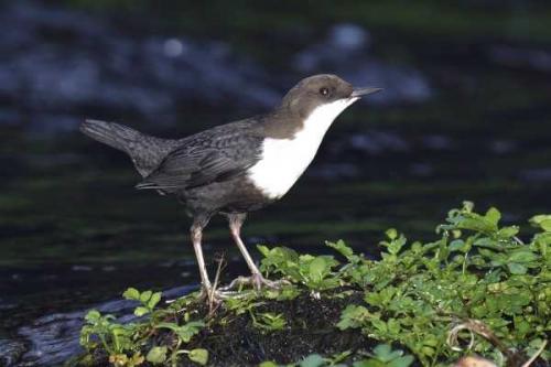 Fotografia de Carles Pastor - Galeria Fotografica: Fortos de aves - Foto: Mirlo acuatico