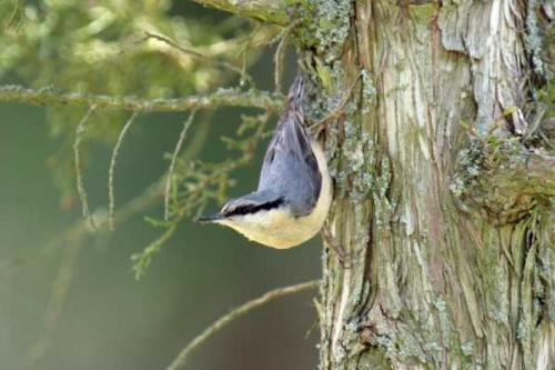 Fotografia de Carles Pastor - Galeria Fotografica: Fortos de aves - Foto: Trepador azul