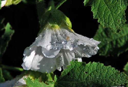 Fotografia de Francesc Dur - Galeria Fotografica: Camino de Santiago 2009 - Foto: 