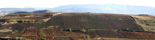 Fotografia de J.M. Zorzano - Galeria Fotografica: Panormicas de La Rioja (Espaa) - Foto: Viedos de San Asensio (La Rioja-Espaa) 04