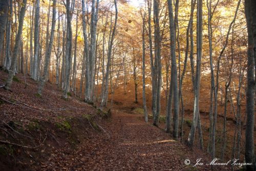 Fotografia de J.M. Zorzano - Galeria Fotografica: Otoo en La Demanda (La Rioja-Espaa) - Foto: La Demanda (La Rioja-Espa?a)