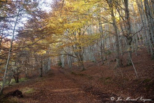 Fotografia de J.M. Zorzano - Galeria Fotografica: Otoo en La Demanda (La Rioja-Espaa) - Foto: La Demanda (La Rioja-Espa?a)