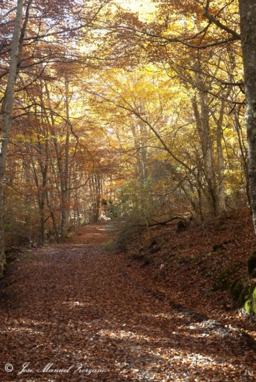 Fotografia de J.M. Zorzano - Galeria Fotografica: Otoo en La Demanda (La Rioja-Espaa) - Foto: 