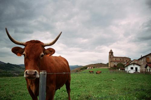 Fotografia de ferran prieto - Galeria Fotografica: paisaje - Foto: ojo con las vacas