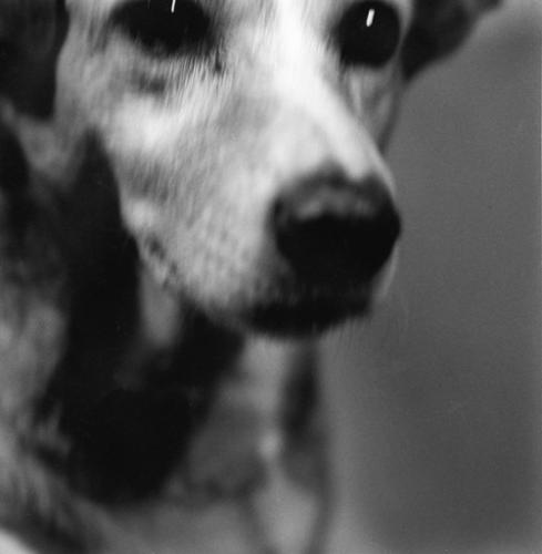 Fotografia de Luca Grossman - Galeria Fotografica: Retratos - Foto: S/T