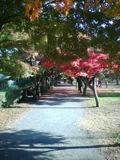 Fotografia de shashin - Galeria Fotografica: naturaleza viva - Foto: 