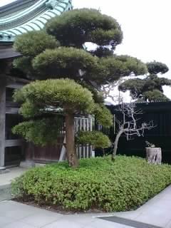 Fotografia de shashin - Galeria Fotografica: naturaleza viva - Foto: 