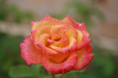 Fotografia de David - Galeria Fotografica: Flora & Fauna - Foto: Flor&Fauna-01								