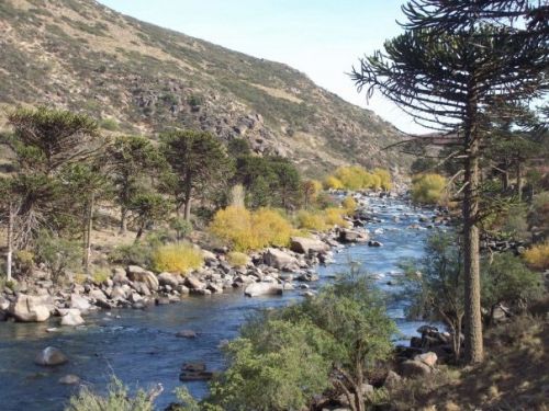 Fotografia de tavo64 - Galeria Fotografica: pehuenia, patagonia argentina - Foto: 