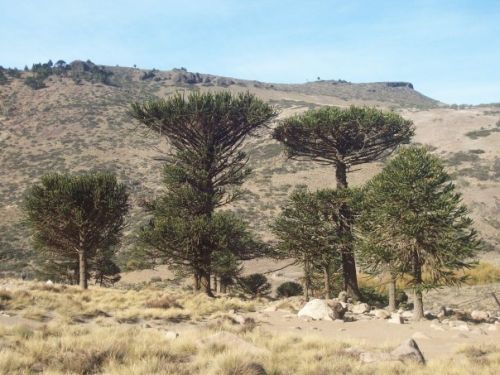 Fotografia de tavo64 - Galeria Fotografica: pehuenia, patagonia argentina - Foto: 