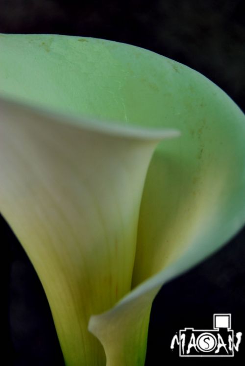 Fotografia de masan photograph - Galeria Fotografica: flores - Foto: 