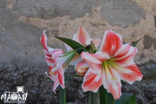 Fotografia de masan photograph - Galeria Fotografica: flores - Foto: 