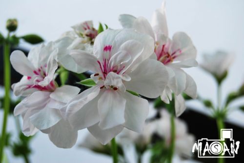 Fotografia de masan photograph - Galeria Fotografica: flores - Foto: 