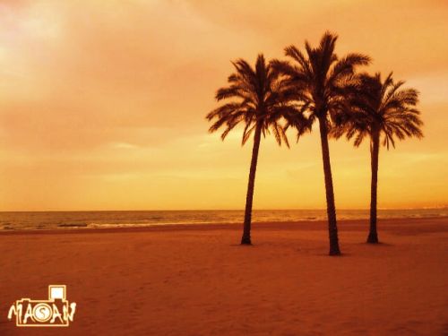 Fotografia de masan photograph - Galeria Fotografica: flores - Foto: 