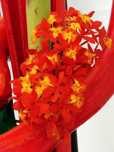 Fotografia de Caronte - Galeria Fotografica: Orquideas - Foto: Orquidea001