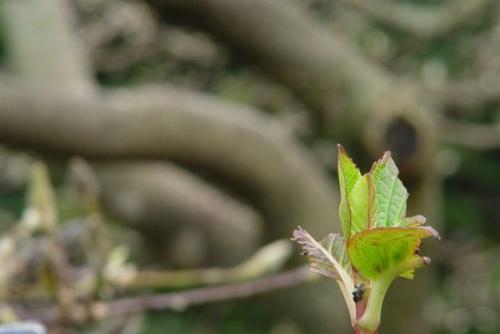Fotografia de Dina Haqiesa - Galeria Fotografica: Macro - Foto: 	Arbol							
