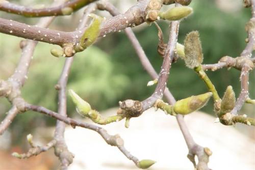 Fotografia de Dina Haqiesa - Galeria Fotografica: Macro - Foto: 	arbol 3							