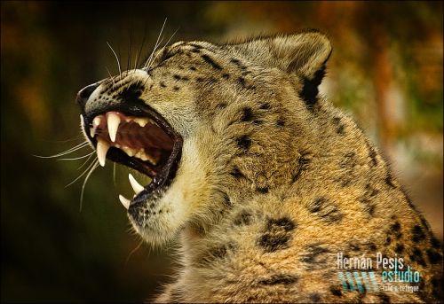 Fotografia de Hernn Pesis | ESTUDIO - Galeria Fotografica: Portfolio - Foto: 