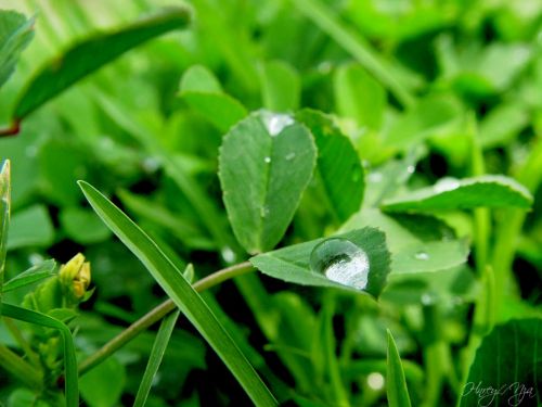Fotografia de henrydnb - Galeria Fotografica: Evolucion de mi Fotografia - Foto: Gota