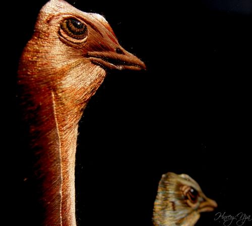 Fotografia de henrydnb - Galeria Fotografica: Evolucion de mi Fotografia - Foto: Avestruz