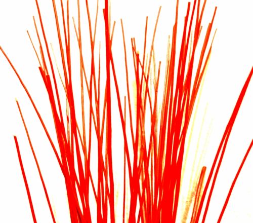 Fotografia de Grooveboy - Galeria Fotografica: Things - Foto: Blood