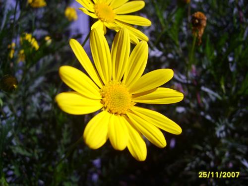 Fotografia de ���k/h��� - Galeria Fotografica: Fotografias - Foto: Flor