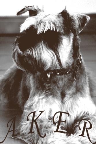 Fotografia de milmariposas - Galeria Fotografica: blanco y negro - Foto: aker