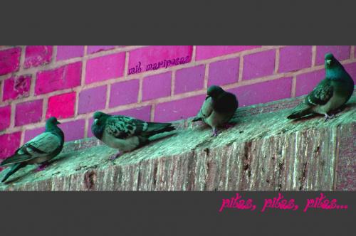 Fotografia de milmariposas - Galeria Fotografica: delirios rosas - Foto: palomas en berlin