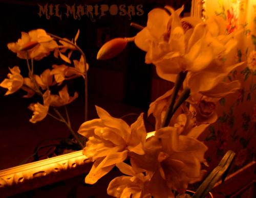 Fotografia de milmariposas - Galeria Fotografica: miscelanea - Foto: flores portal