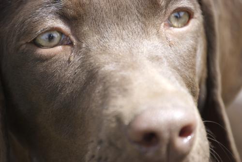 Fotografia de Carlos Contreras - Galeria Fotografica: Recortes - Foto: Perro