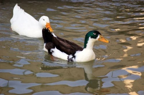 Fotografia de handradec - Galeria Fotografica: Inicios - Foto: Patos