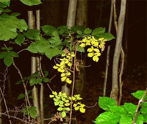Fotografia de JUAN JOSE EGUIZABAL - Galeria Fotografica: juan jose eguizabal 2 - Foto: 