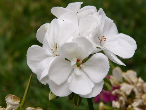 Fotografia de luis edwin - Galeria Fotografica: Flores y colores - Foto: 