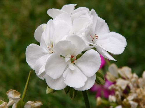 Fotografia de luis edwin - Galeria Fotografica: Flores y colores - Foto: 