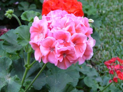 Fotografia de luis edwin - Galeria Fotografica: Flores y colores - Foto: 