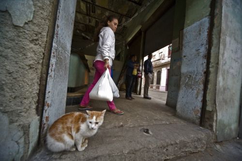 Fotografia de ariel arias - Galeria Fotografica: Trabajos de Ariel - Foto: gato