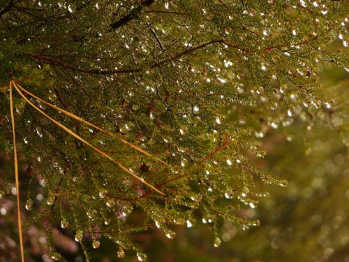 Fotografia de romar - Galeria Fotografica: sella - Foto: 