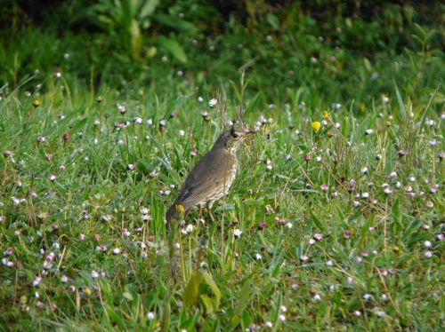 Fotografia de romar - Galeria Fotografica: sella - Foto: 