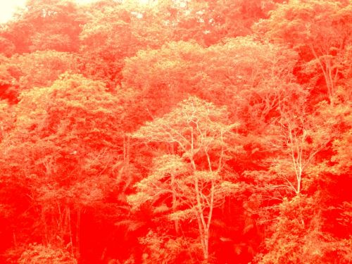 Fotografia de DONSHKA - Galeria Fotografica: ESTERO DEL PLATANO - Foto: 