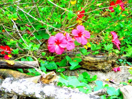 Fotografia de DONSHKA - Galeria Fotografica: ESTERO DEL PLATANO - Foto: 