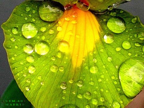 Fotografia de Oliva - Galeria Fotografica: Flor viva - Foto: Gota fria