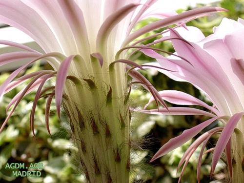 Fotografia de Oliva - Galeria Fotografica: Flor viva - Foto: Bajo petalos