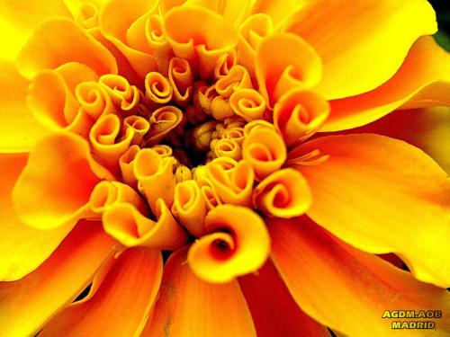 Fotografia de Oliva - Galeria Fotografica: Flor viva - Foto: Psyco-tajete