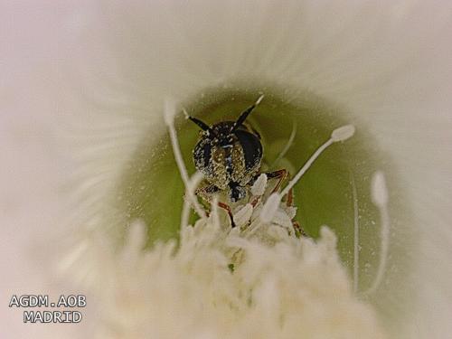 Fotografia de Oliva - Galeria Fotografica: Flor viva - Foto: Polinizacion