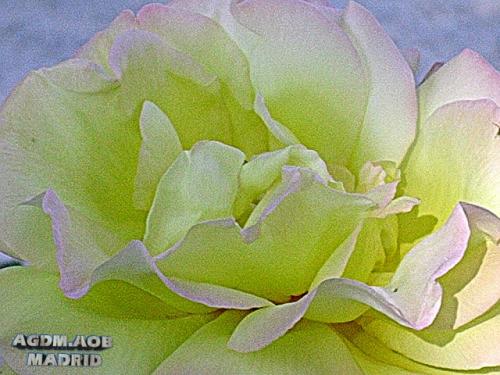 Fotografia de Oliva - Galeria Fotografica: Flor viva - Foto: Mar de petalos