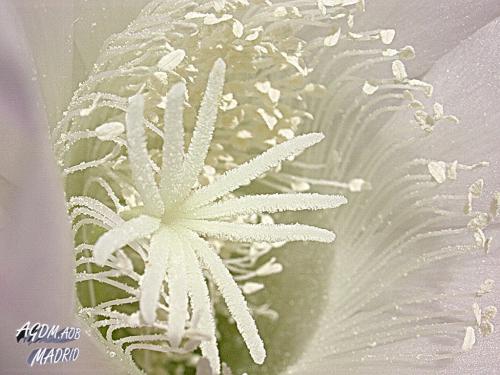 Fotografia de Oliva - Galeria Fotografica: Flor viva - Foto: Macho y hembra