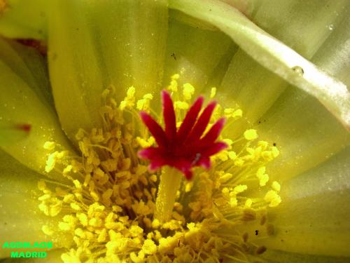 Fotografia de Oliva - Galeria Fotografica: Flor viva - Foto: macho y hembra